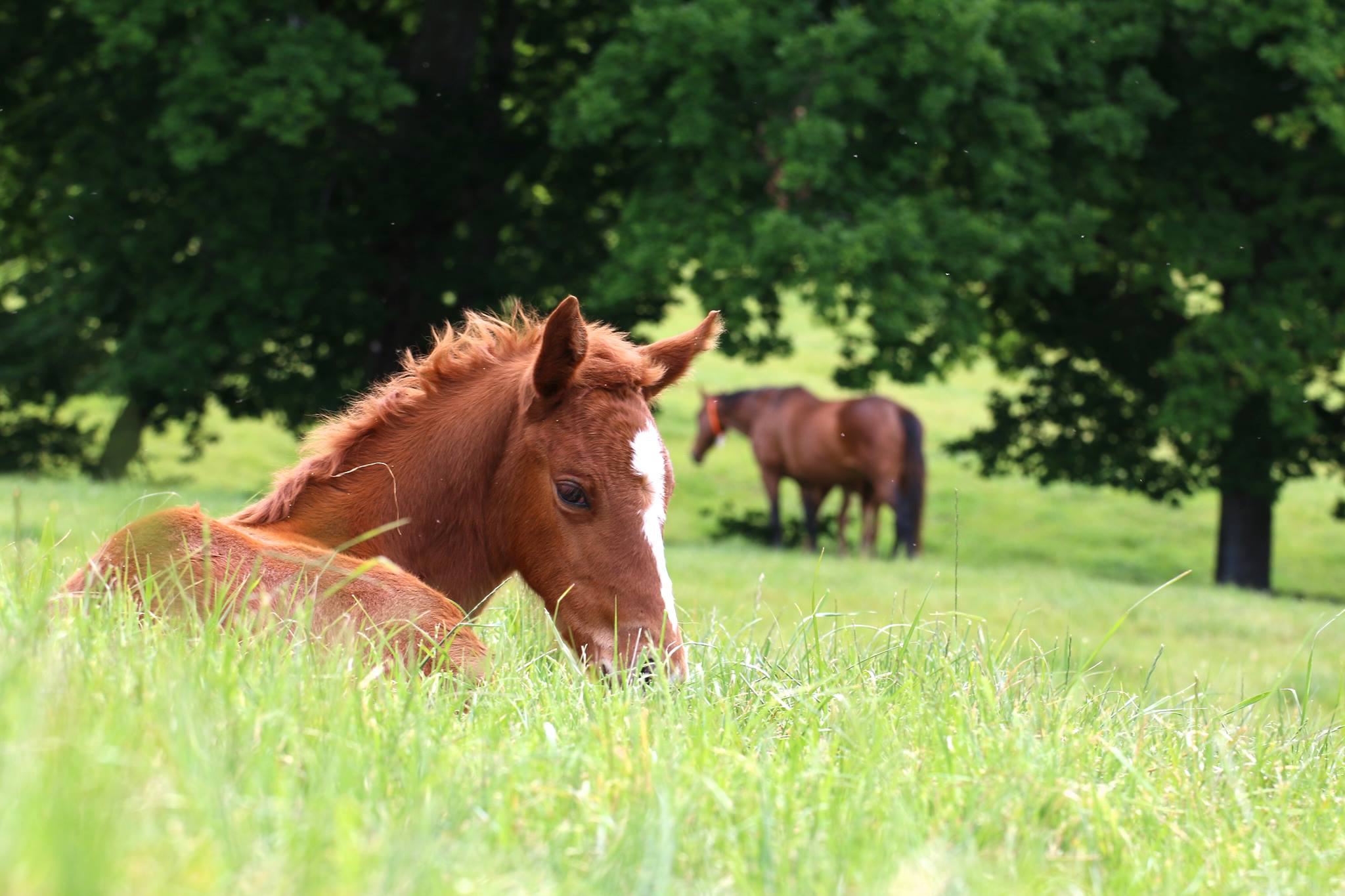 foal